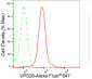 KD-Validated Anti-VPS26 Rabbit Monoclonal Antibody