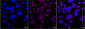 KD-Validated Anti-VPS26 Rabbit Monoclonal Antibody