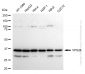 KD-Validated Anti-VPS26 Rabbit Monoclonal Antibody