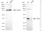 KD-Validated Anti-VPS26 Rabbit Monoclonal Antibody