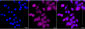 KD-Validated Anti-Three Prime Repair Exonuclease 1 Rabbit Monoclonal Antibody