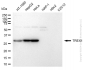 KD-Validated Anti-Three Prime Repair Exonuclease 1 Rabbit Monoclonal Antibody