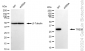 KD-Validated Anti-Three Prime Repair Exonuclease 1 Rabbit Monoclonal Antibody