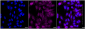 KD-Validated Anti-Ubiquitin Specific Peptidase 5 Rabbit Monoclonal Antibody