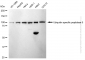 KD-Validated Anti-Ubiquitin Specific Peptidase 5 Rabbit Monoclonal Antibody