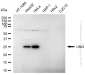 KD-Validated Anti-Uracil DNA Glycosylase Rabbit Monoclonal Antibody