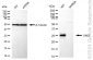 KD-Validated Anti-Uracil DNA Glycosylase Rabbit Monoclonal Antibody
