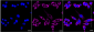 KD-Validated Anti-TNF Receptor Associated Protein 1 Rabbit Monoclonal Antibody