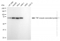 KD-Validated Anti-TNF Receptor Associated Protein 1 Rabbit Monoclonal Antibody