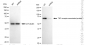 KD-Validated Anti-TNF Receptor Associated Protein 1 Rabbit Monoclonal Antibody