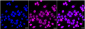 KD-Validated Anti-SUN1 Rabbit Monoclonal Antibody