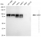 KD-Validated Anti-SUN1 Rabbit Monoclonal Antibody