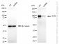 KD-Validated Anti-SUN1 Rabbit Monoclonal Antibody