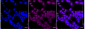KD-Validated Anti-Trophoblast Glycoprotein Rabbit Monoclonal Antibody