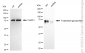 KD-Validated Anti-Trophoblast Glycoprotein Rabbit Monoclonal Antibody