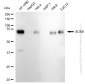 KD-Validated Anti-SRY-Box Transcription Factor 9 Rabbit Monoclonal Antibody