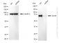 KD-Validated Anti-SRY-Box Transcription Factor 9 Rabbit Monoclonal Antibody
