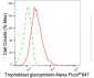 KD-Validated Anti-Trophoblast Glycoprotein Rabbit Monoclonal Antibody