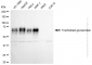 KD-Validated Anti-Trophoblast Glycoprotein Rabbit Monoclonal Antibody