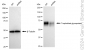 KD-Validated Anti-Trophoblast Glycoprotein Rabbit Monoclonal Antibody