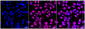 KD-Validated Anti-TARBP2 Rabbit Monoclonal Antibody