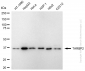KD-Validated Anti-TARBP2 Rabbit Monoclonal Antibody