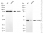 KD-Validated Anti-TARBP2 Rabbit Monoclonal Antibody