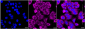 KD-Validated Anti-UQCRFS1 Rabbit Monoclonal Antibody