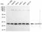 KD-Validated Anti-UQCRFS1 Rabbit Monoclonal Antibody