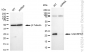 KD-Validated Anti-UQCRFS1 Rabbit Monoclonal Antibody