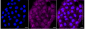 KD-Validated Anti-UBR5 Rabbit Monoclonal Antibody
