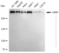 KD-Validated Anti-UBR5 Rabbit Monoclonal Antibody
