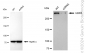 KD-Validated Anti-UBR5 Rabbit Monoclonal Antibody