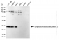 KD-Validated Anti-Synaptosome Associated Protein 25 Rabbit Monoclonal Antibody