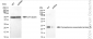 KD-Validated Anti-Synaptosome Associated Protein 25 Rabbit Monoclonal Antibody