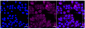 KD-Validated Anti-ZPR1 Zinc Finger Rabbit Monoclonal Antibody