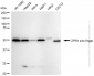 KD-Validated Anti-ZPR1 Zinc Finger Rabbit Monoclonal Antibody