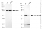 KD-Validated Anti-ZPR1 Zinc Finger Rabbit Monoclonal Antibody