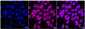 KD-Validated Anti-UBE2L3 Rabbit Monoclonal Antibody