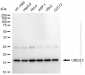 KD-Validated Anti-UBE2L3 Rabbit Monoclonal Antibody