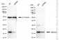 KD-Validated Anti-UBE2L3 Rabbit Monoclonal Antibody