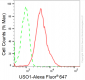 KD-Validated Anti-USO1 Vesicle Transport Factor Rabbit Monoclonal Antibody