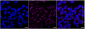 KD-Validated Anti-USO1 Vesicle Transport Factor Rabbit Monoclonal Antibody