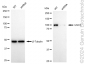 KD-Validated Anti-USO1 Vesicle Transport Factor Rabbit Monoclonal Antibody