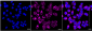 KD-Validated Anti-Sonic Hedgehog Signaling Molecule Rabbit Monoclonal Antibody