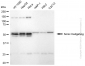 KD-Validated Anti-Sonic Hedgehog Signaling Molecule Rabbit Monoclonal Antibody