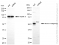 KD-Validated Anti-Sonic Hedgehog Signaling Molecule Rabbit Monoclonal Antibody