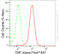 KD-Validated Anti-TATA Element Modulatory Factor 1 Rabbit Monoclonal Antibody