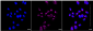 KD-Validated Anti-TATA Element Modulatory Factor 1 Rabbit Monoclonal Antibody