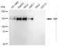 KD-Validated Anti-TATA Element Modulatory Factor 1 Rabbit Monoclonal Antibody